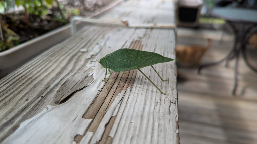 A katydid on a white porch rail.