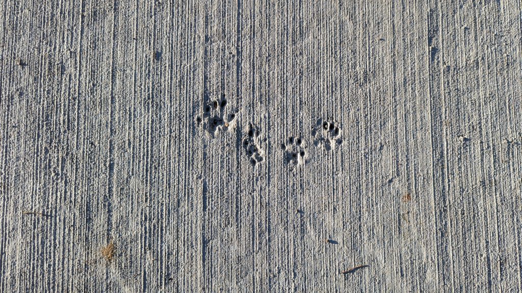 Squirrel footprints in a concrete sidewalk slab.